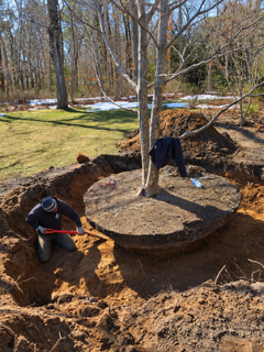 Large tree being prepared for transplanting