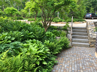 Stone steps beside a planted woodland garden