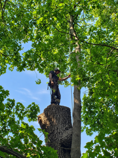 Arborist performing tree work at height