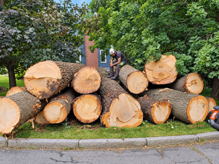 Large sections of a removed tree trunk